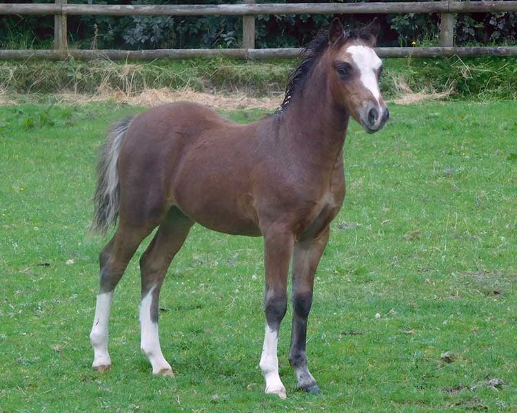 adore-me-colt
