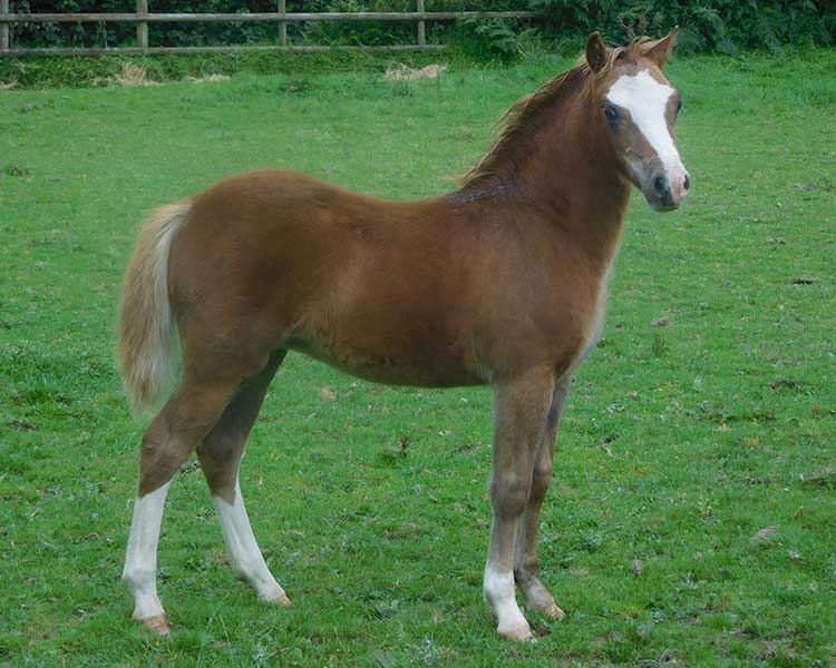 Sweetheart filly