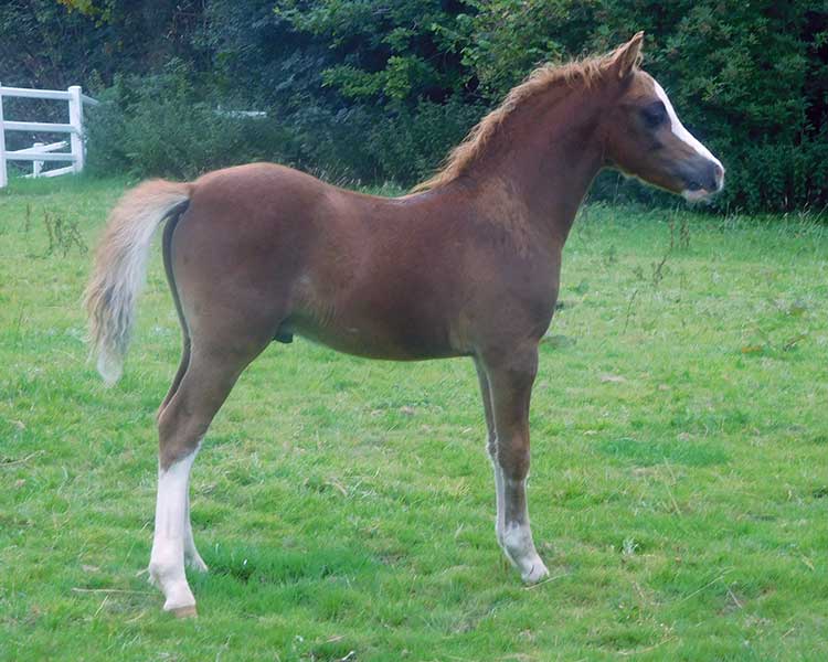 Teardrop Colt