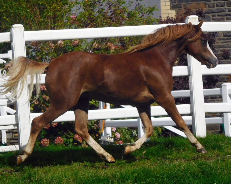 Rocky Waters filly