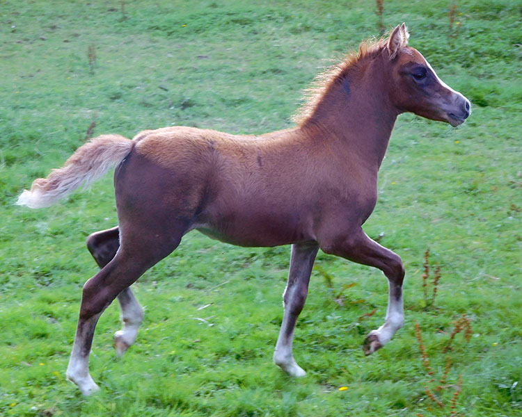 Donnatella filly