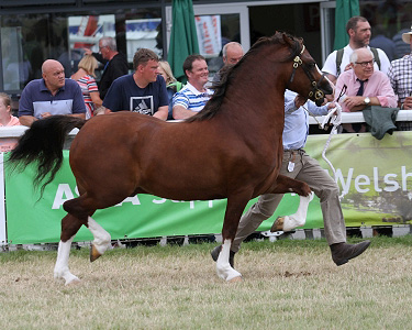 Gucci  Royal Welsh