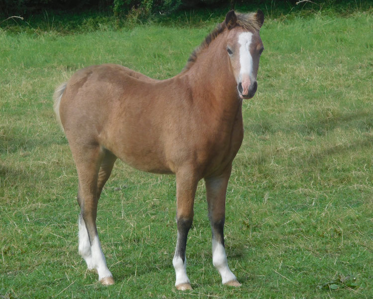 Friars Queen of Hearts -filly-2017---5