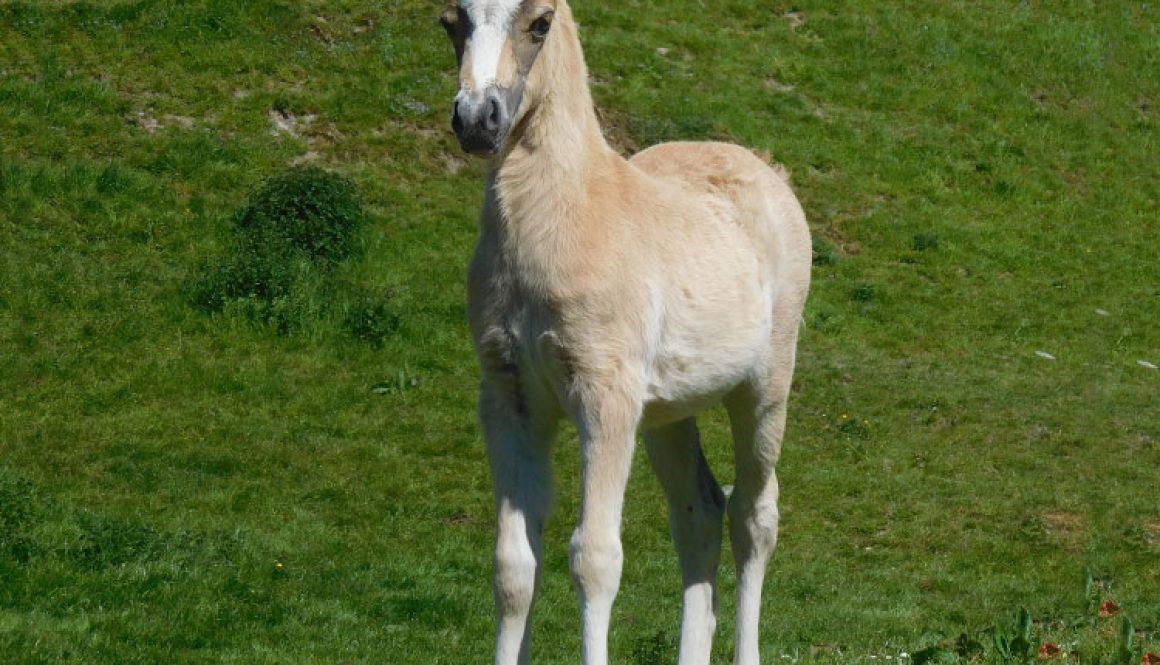 Armani-foal-by-James-Fox