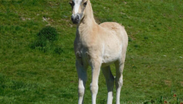 Armani-foal-by-James-Fox