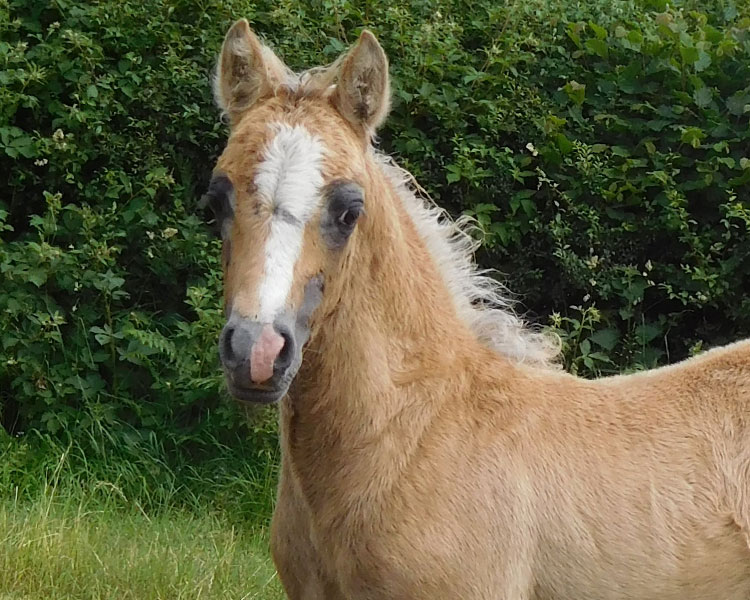 chanel-filly---2018-7