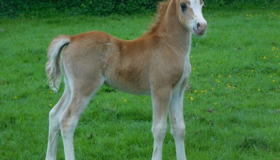 posy-and-solomon-colt