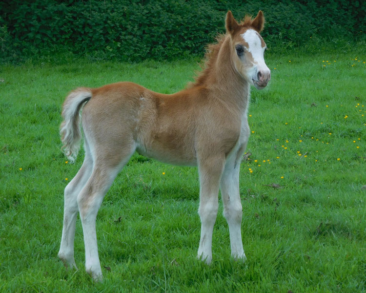 posy-and-solomon-colt