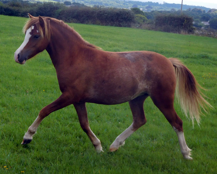 rocky-filly-2017-1