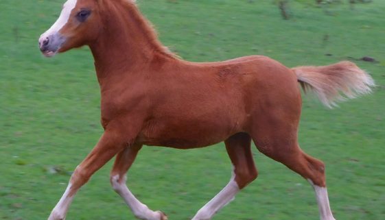 TEARDROP-FILLY-7