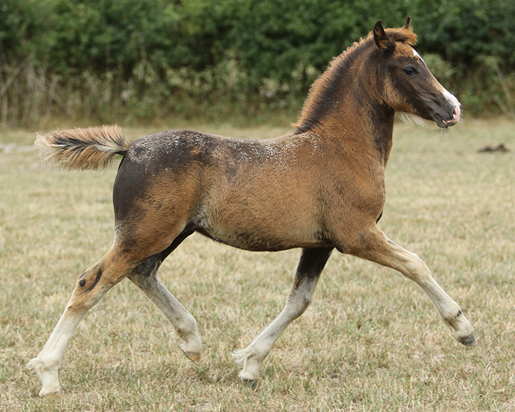 anthem-filly