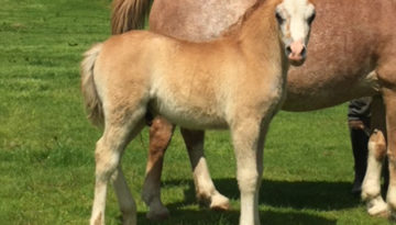 Swshi-colt-foal-3