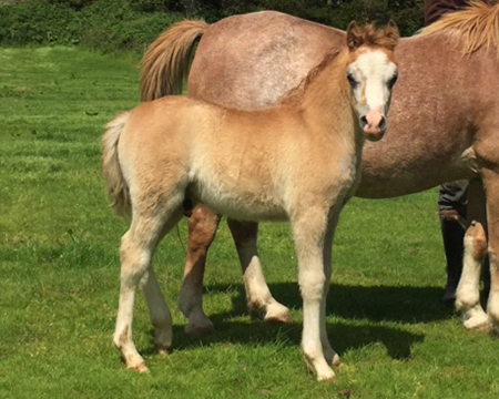 Swshi-colt-foal-3