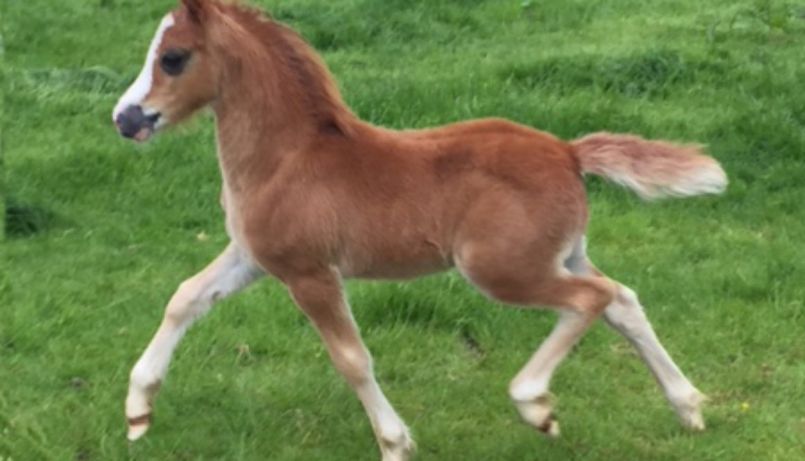 True-love-colt-foal