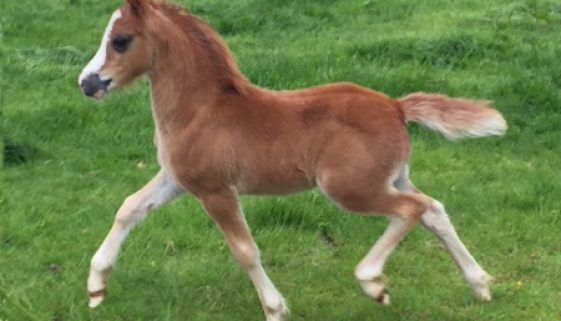 True-love-colt-foal