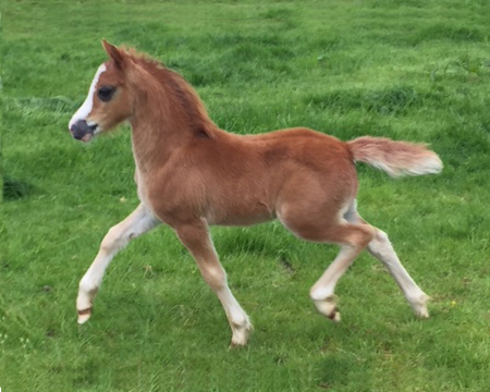 True-love-colt-foal