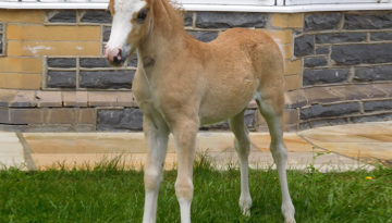 armani-foal-1