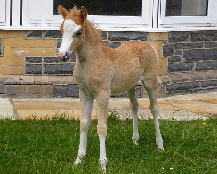 armani-foal-1