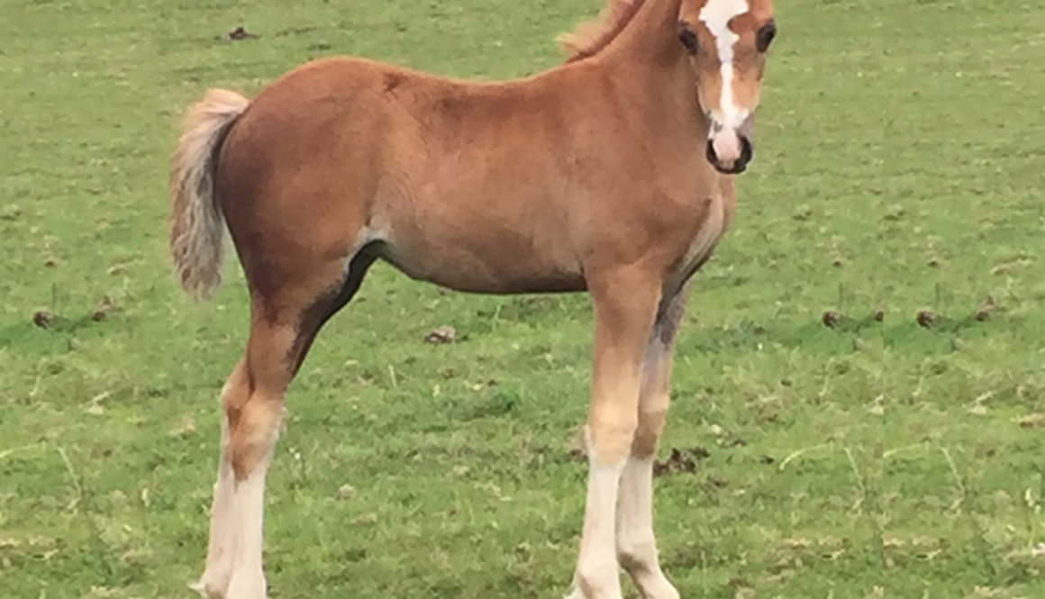 Sectin c filly foal dam royal rose