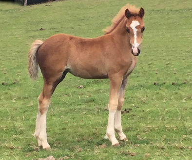 Sectin c filly foal dam royal rose