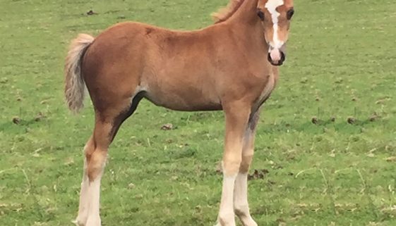 Sectin c filly foal dam royal rose