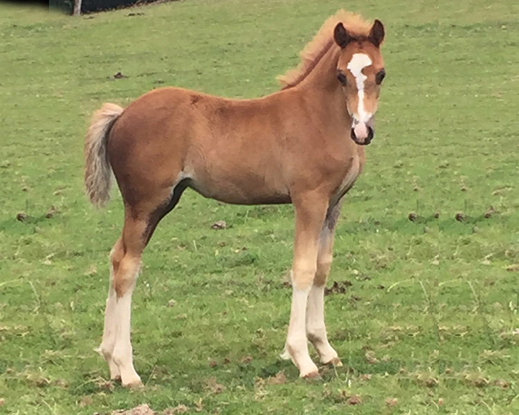 Sectin c filly foal dam royal rose