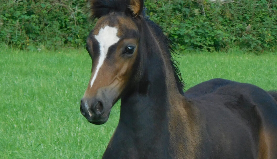 filly-song-2020--copy