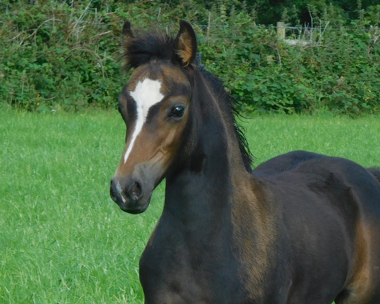 filly-song-2020--copy