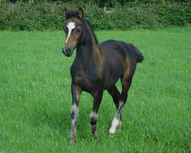 filly-song-2020---for-wpcs-sale--