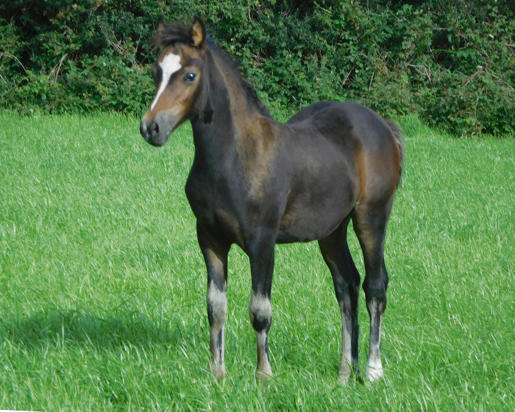 filly-song-65-