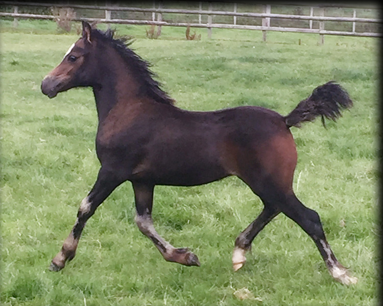main-filly-song-25