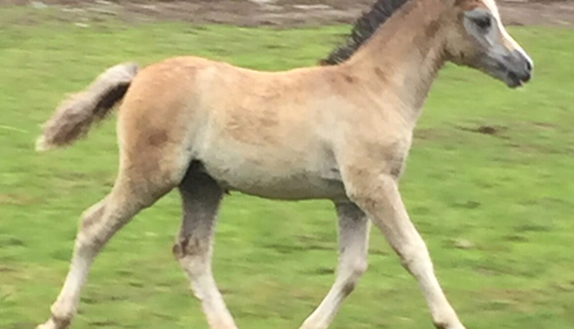 Filly-foal-Cara-Mia-2