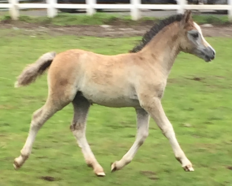 Filly-foal-Cara-Mia-2