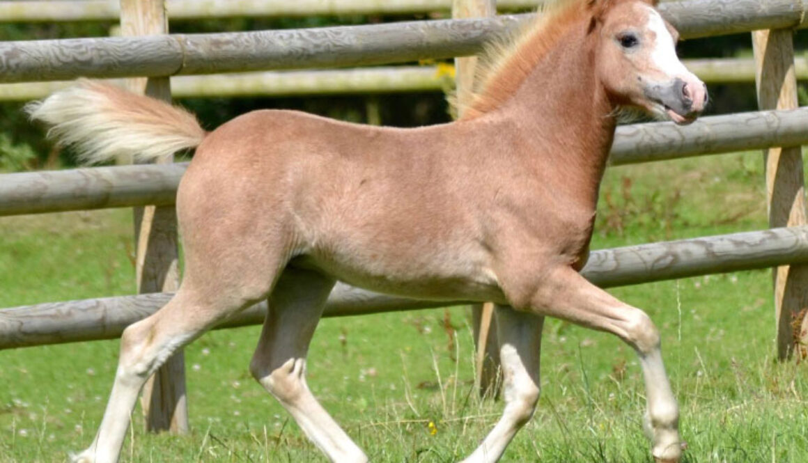 Cara-Mia-foal