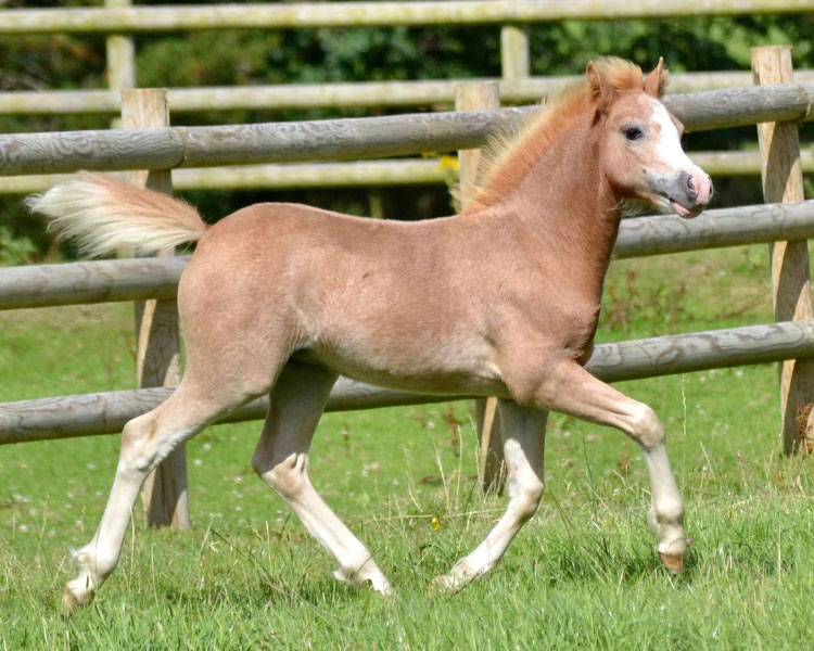 Cara-Mia-foal