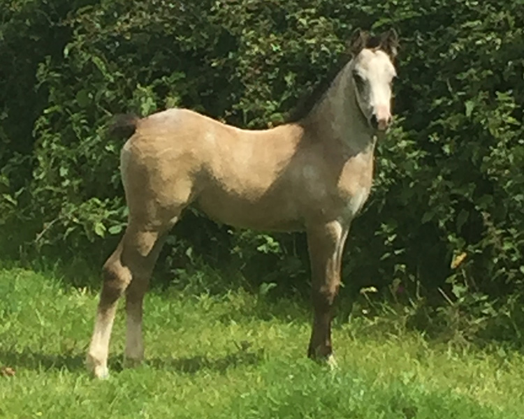 FILLY-Dam-Friars-Pearly-Queen-2
