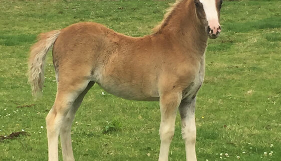 filly--Sire-Shawgreen-Crackerjack-Dam-Friars-Posys-Angel--1